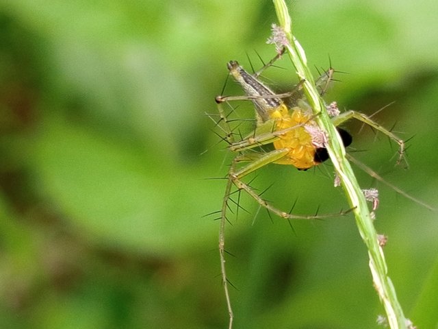 spider (1).jpg