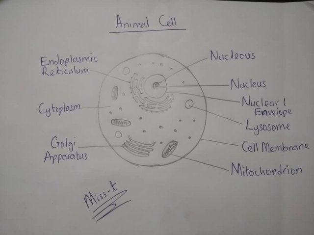 animal-cell.jpeg