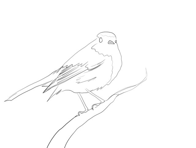 birdid(432).jpg