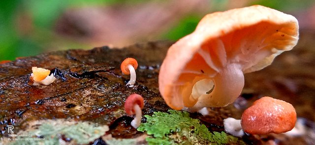 IMG20211201122207.jpg