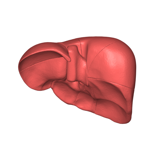 Liver_03_posterior_view.png