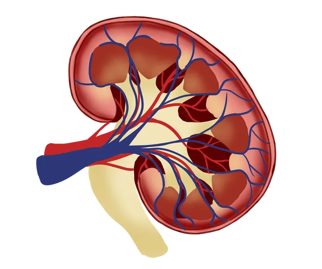 kidney-6694025_1280.webp