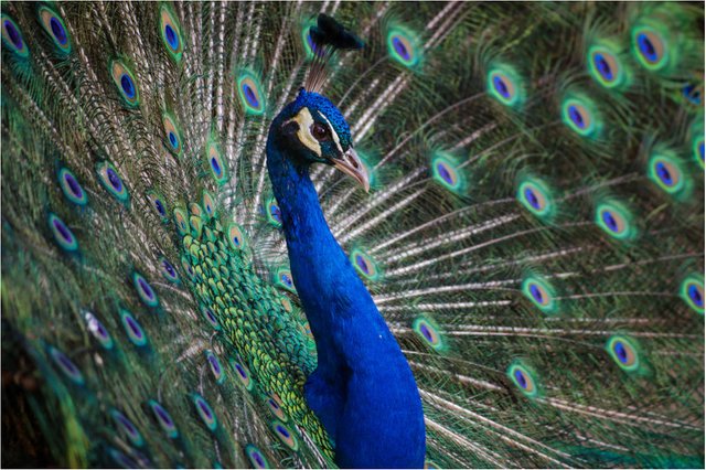 peacock.jpg