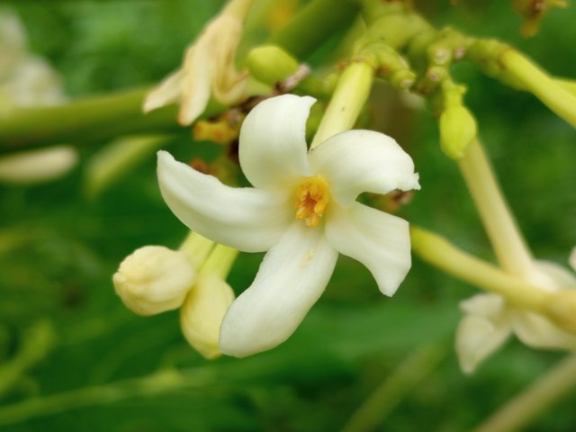 পেপে (4).jpg