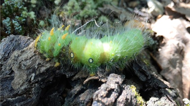 Caterpillar2.jpg