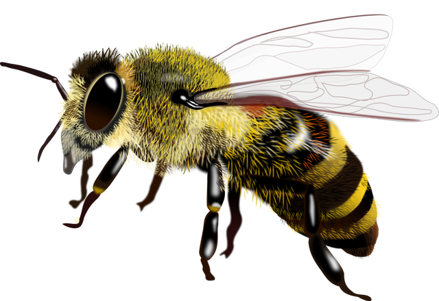 Abeja.png