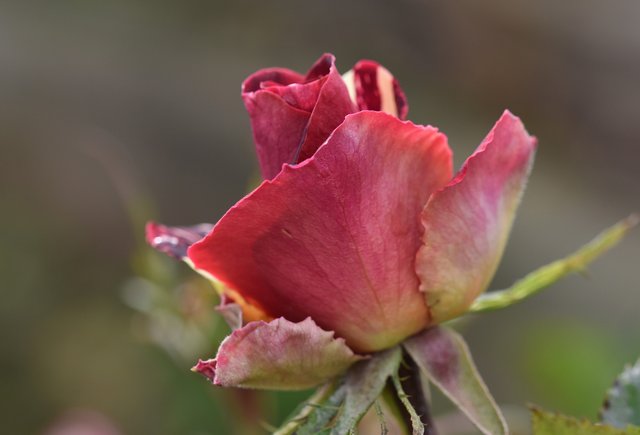 Rose red petals.jpg