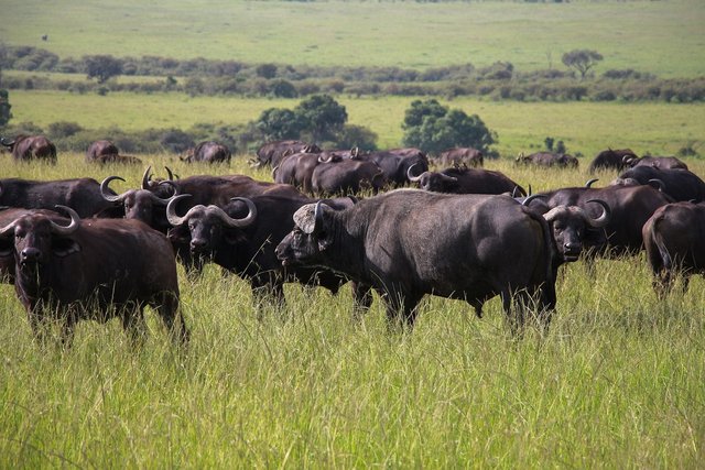 cape-buffaloes-5929180_1280.jpg