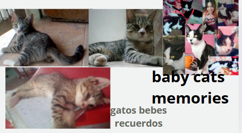 bebes.PNG