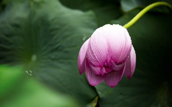 lotus-lotus-leaf-nature-flowers-39531.jpeg