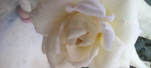 IMG_20210522_170629_1.jpg