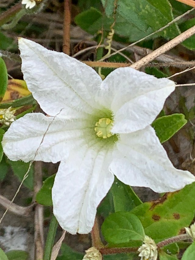 white flower6.jpg