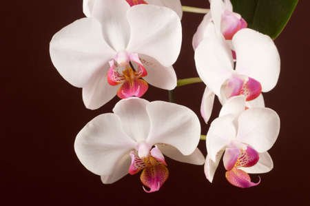 28874321-phalaenopsis-orchid-flowers-on-a-brown-background-butterfly-orchid.jpg