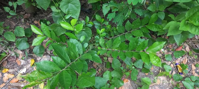 20220809_180742.jpg