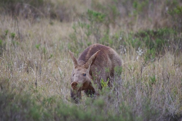 Aardvark-Addo-Ayesha-Cantor-1a.jpg