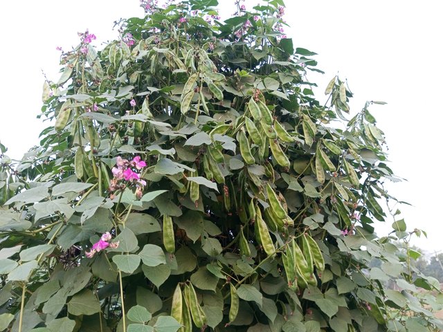 IMG_20250131_170942_909.jpg