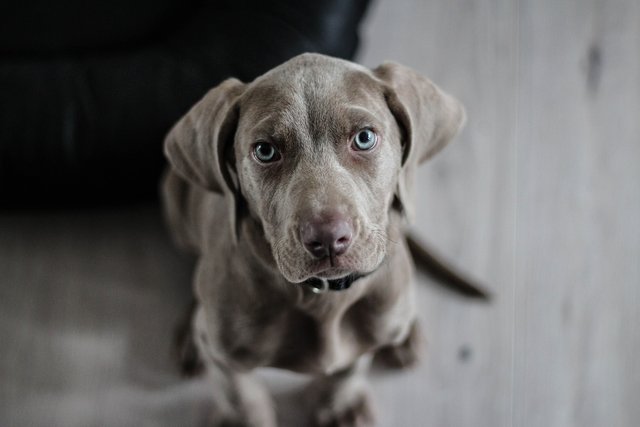 weimaraner-1381186_1920.jpg