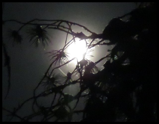 bright full moon shining through pine branches.JPG
