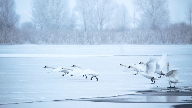 swans-1991829_1920.jpg