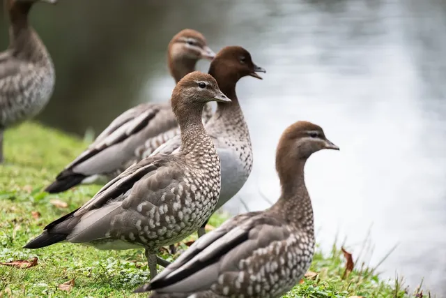 australian-wood-ducks-8012590_1280.webp