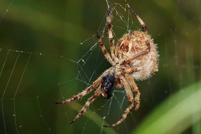 1024px-Garden_orbweaver_with_prey.jpg