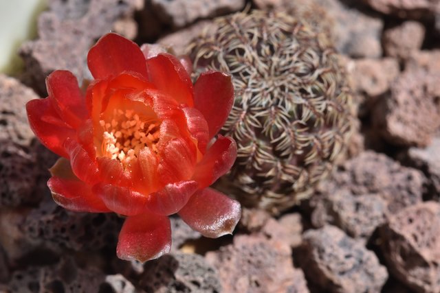 Sulcorebutia Canigueralii flower opening 2.jpg