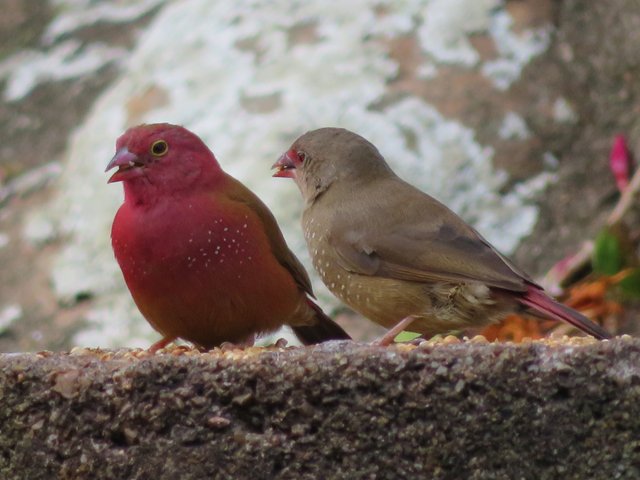 5739-Red-billed_Firefinches.JPG