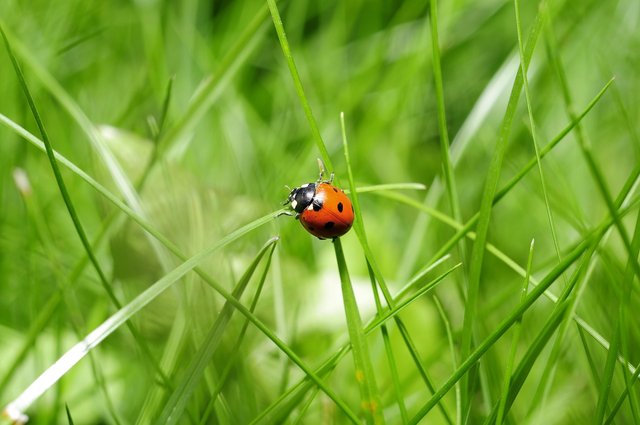 ladybug-796481_1280.jpg