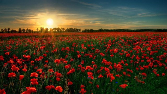 poppy-field-at-sunset.jpg
