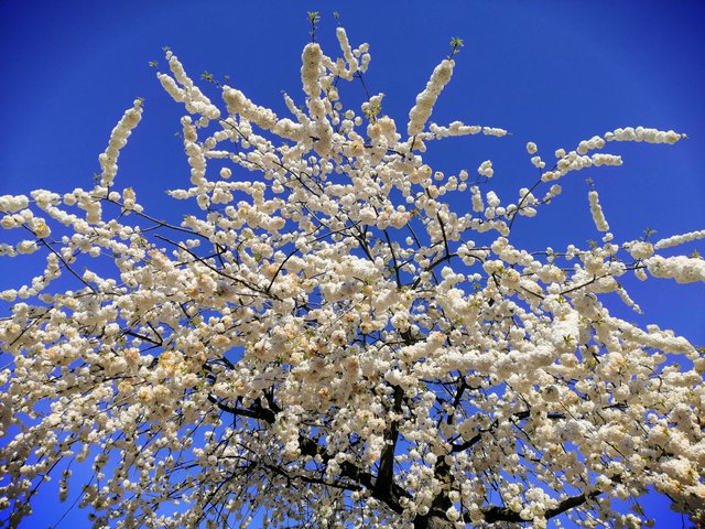 cherry blossom.jpg