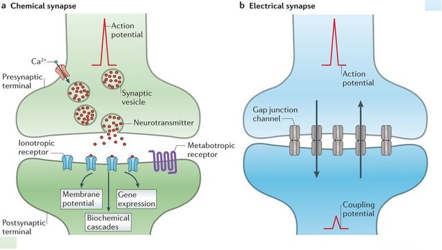 neuro part 5.jpg