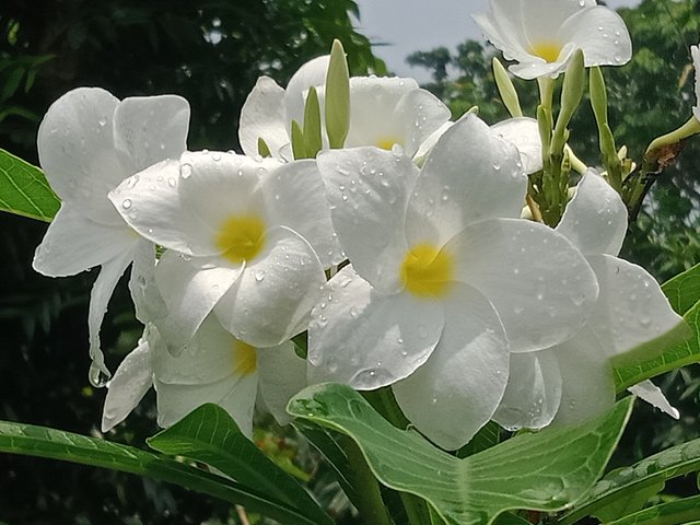 IMG20250711131709.jpg