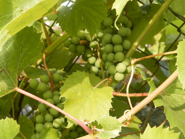 Vinograd v avguste.JPG