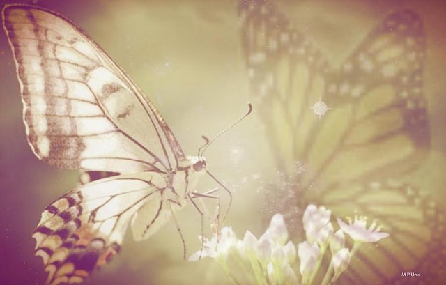 magical-butterflies-vintage-maria-urso-.jpg