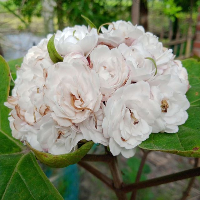হাজারি বেলি ফুল.JPEG