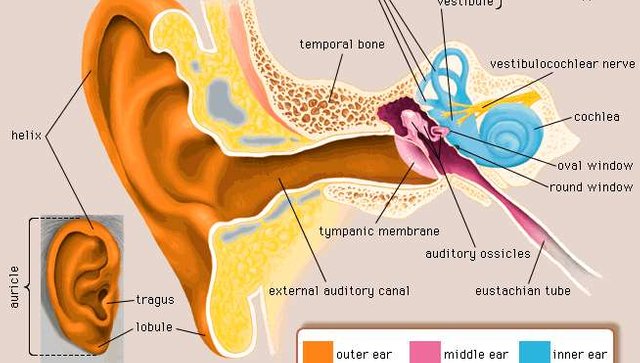 structures-outer-ear.jpg