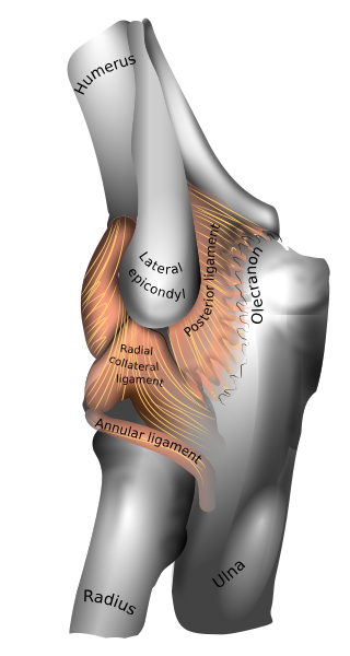 En-elbow_joint.svg.png