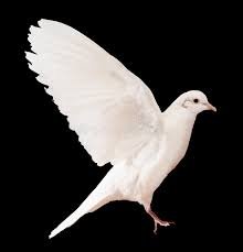 dove1.jfif