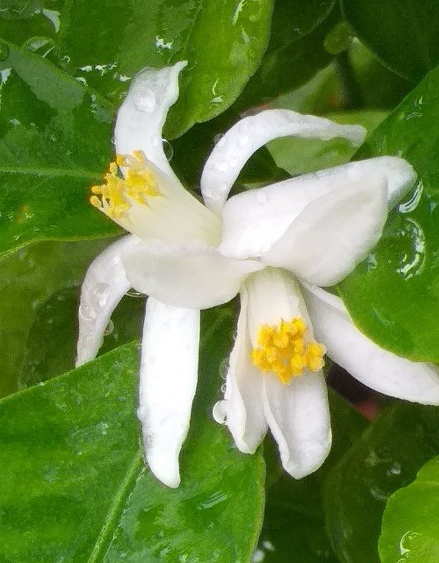 white flower8 (2).jpg