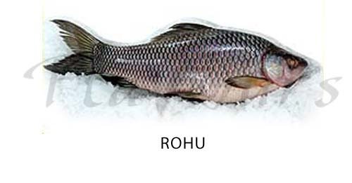 Rohu-rohitacarp.jpg