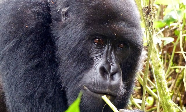 Best Rwanda Safari Experiences for Your Rwanda Vacations.jpg