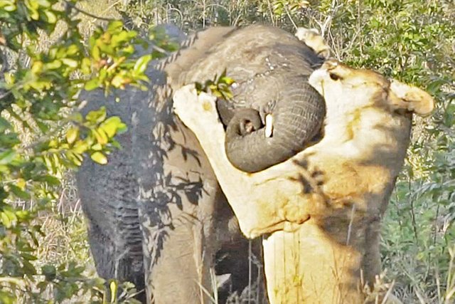 lionness-attacks-elephant_2019-07-09.jpg