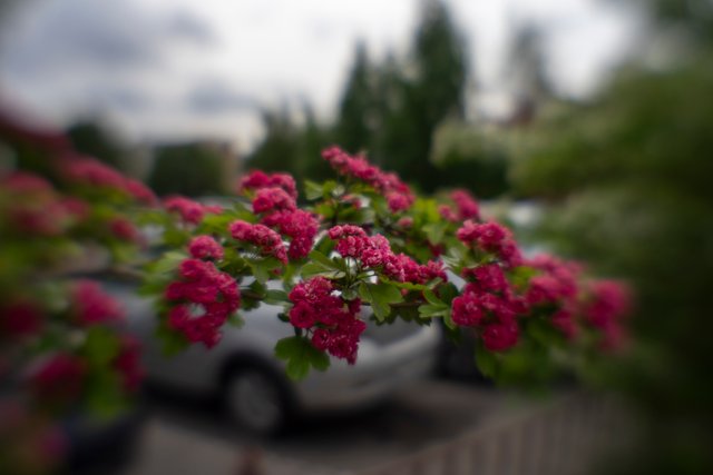 DSC05392.jpg