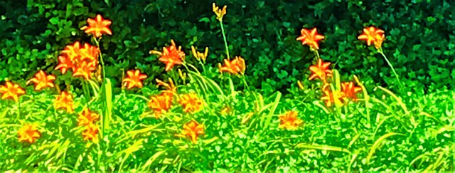 orange flower comp.jpg