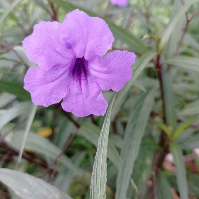 Un lindo color morado.jpg