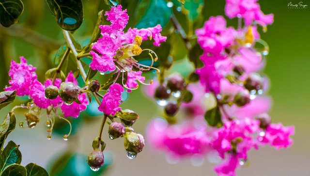 Flowers in Rain.jpg