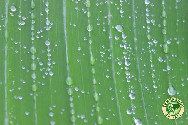 Las gotas de Agua.JPG