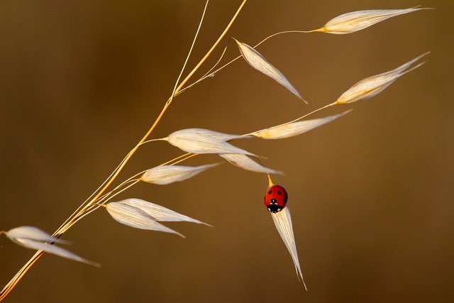 ladybug-6952412_1280.jpg