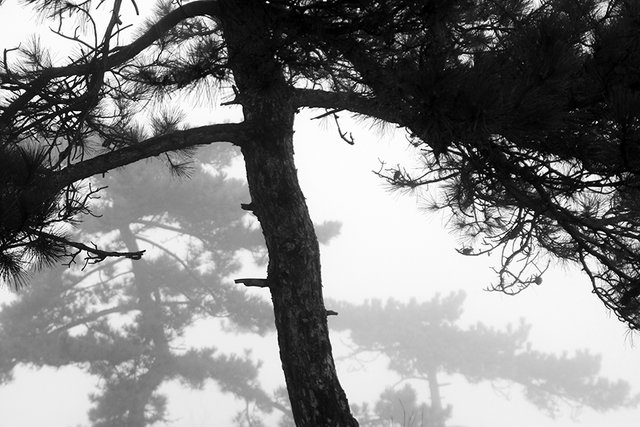 Pine_In_Fog_Closeup_001_s.jpg