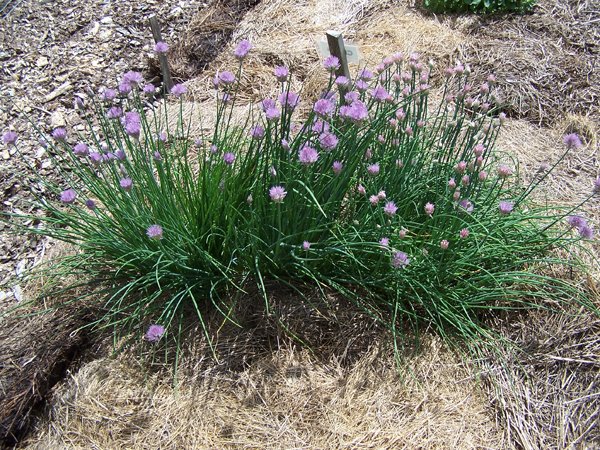 New Herb garden - 7th row - chive blossoms crop May 2018.jpg